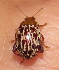 Calotheca