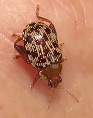 Calotheca