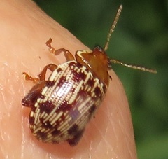 Calotheca