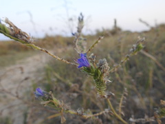 Echium gaditanum