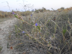 Echium gaditanum