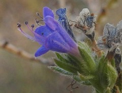 Echium gaditanum