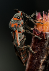 Graptostethus septus