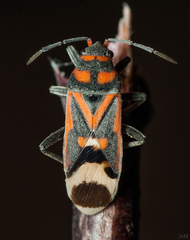 Graptostethus septus