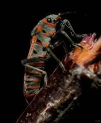 Graptostethus septus