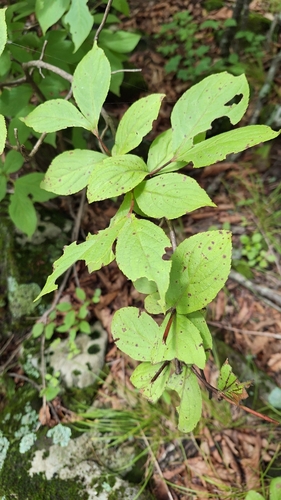 Weigela florida