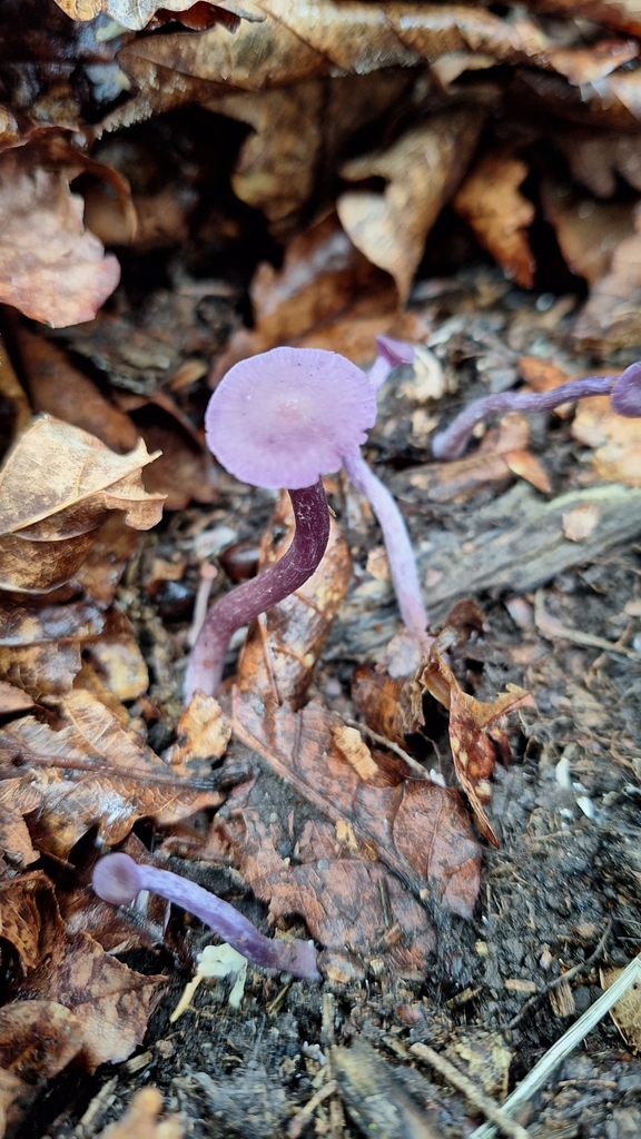 Laccaria amethystina · July 2023 · photo: © violettadzizyurova (iNaturalist, cc-by)