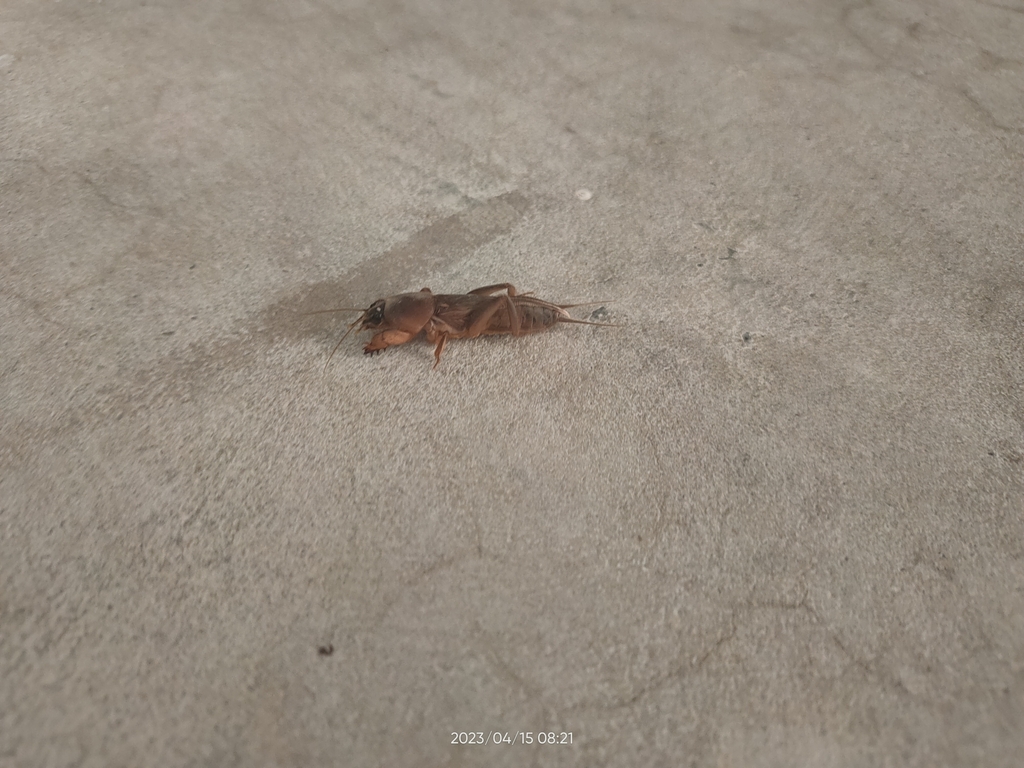 southern-mole-cricket-from-nus-high-school-of-math-and-science-on-april