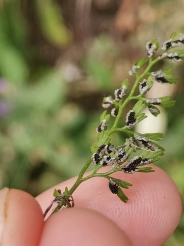 Image of Asplenium fissum by (c) Ljaž, some rights reserved (CC BY)