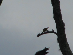 Pericrocotus flammeus