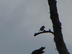 Pericrocotus flammeus