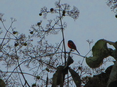 Pericrocotus flammeus