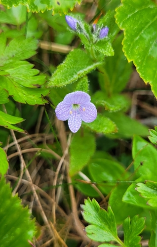 Image of Veronica stelleri by (c) Pavel Smirnov, some rights reserved (CC BY)