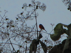 Pericrocotus flammeus