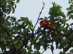 Pericrocotus flammeus