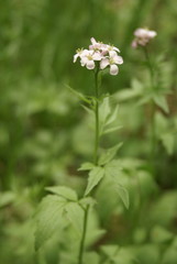 Cardamine macrophylla