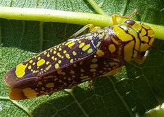 Aulacizes conspersa