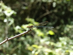 Argia joergenseni