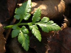 Sceptridium robustum