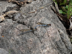 Argia joergenseni