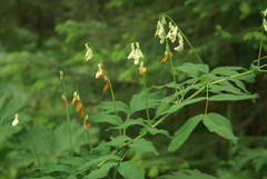 Lathyrus gmelinii