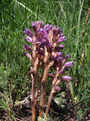 Phelipanche caesia