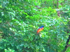 Pericrocotus flammeus