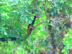 Pericrocotus flammeus