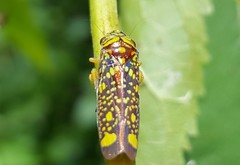 Aulacizes conspersa