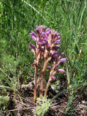 Phelipanche caesia