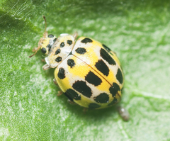 Psyllobora variegata