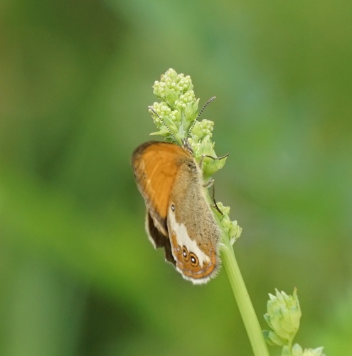 Bjeloprugasta ptičica tratine (Coenonympha arcania)