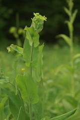 Bupleurum aureum