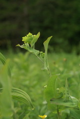Bupleurum aureum