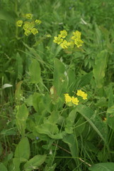 Bupleurum aureum