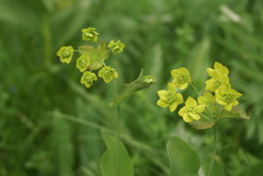 Bupleurum aureum