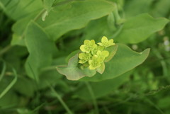 Bupleurum aureum