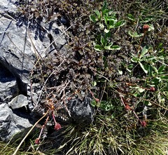 Acaena saccaticupula