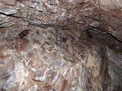 Megaderma spasma