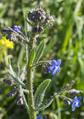 Anchusa strigosa