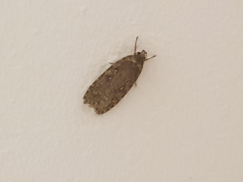 Depressariidae