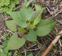 Ipomoea pandurata