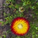 Drosanthemum bicolor - Photo 由 stephen hardcastle 所上傳的 (c) stephen hardcastle，保留部份權利CC BY-NC