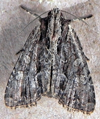 Apamea cariosa