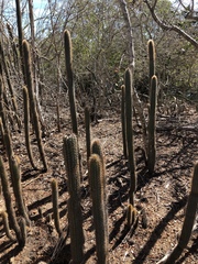 Pilosocereus