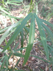 Hibiscus heterophyllus