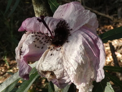 Hibiscus heterophyllus