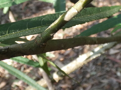 Hibiscus heterophyllus