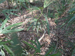 Hibiscus heterophyllus