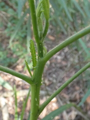 Hibiscus heterophyllus